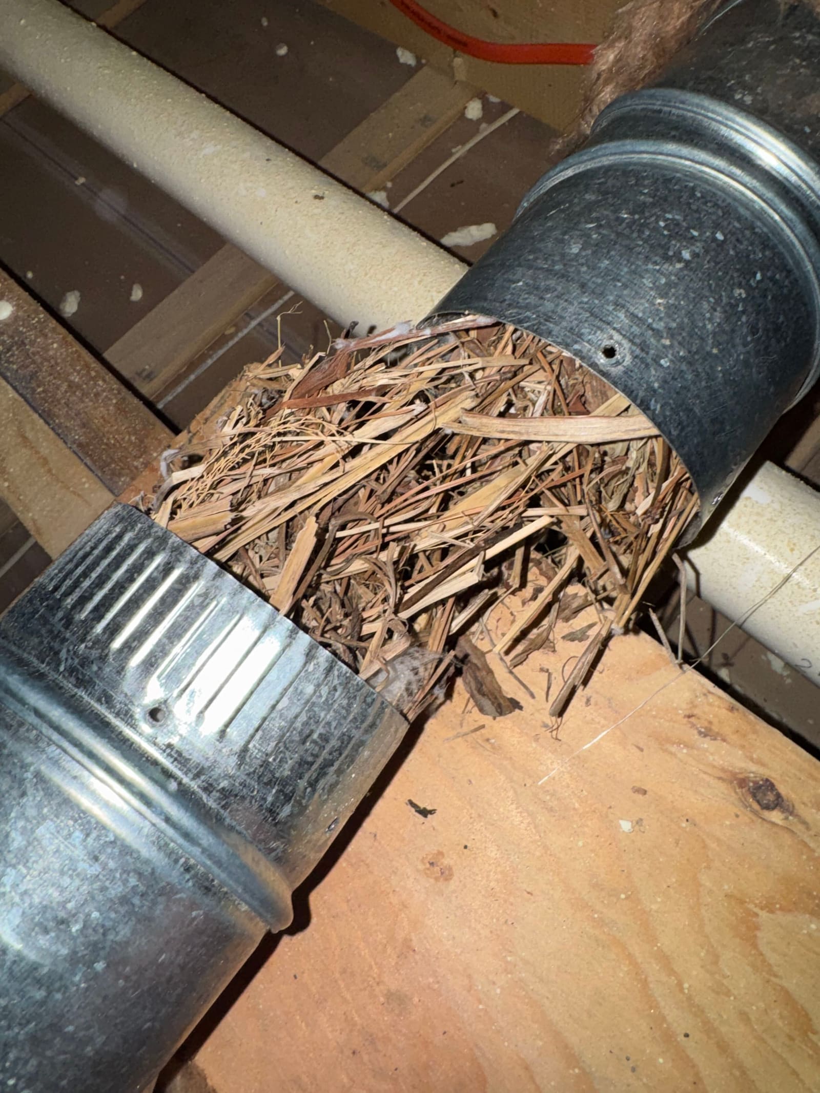 A rigid dryer duct opened up in a crawlspace, packed solid with dry pine needles and straw from an animal nest.